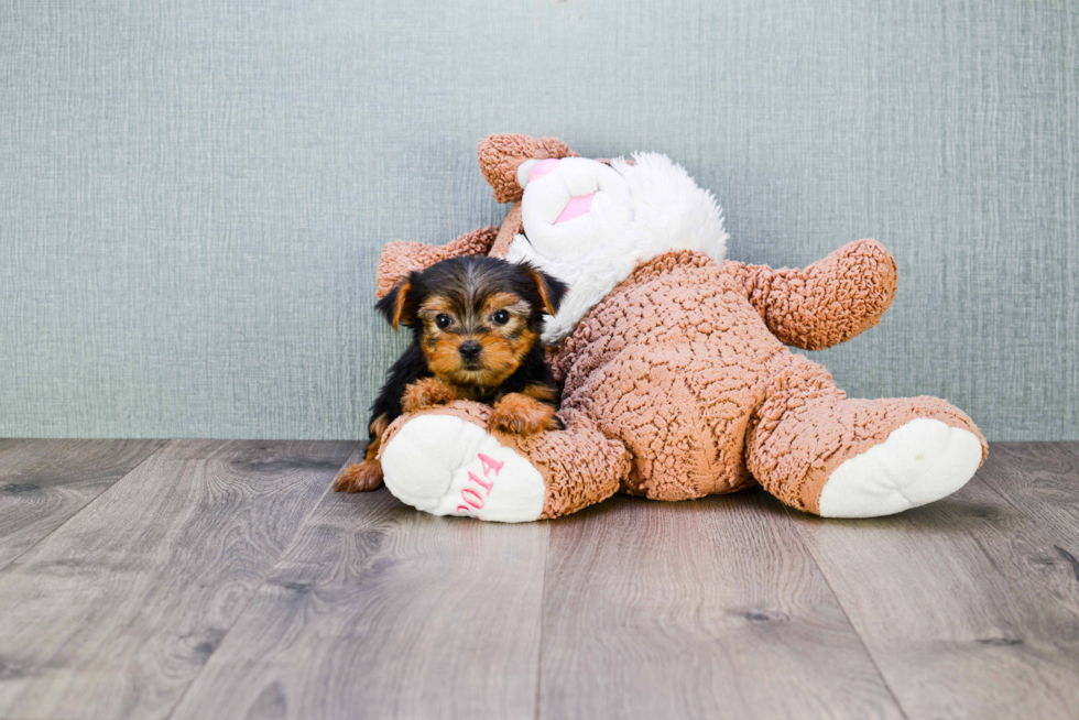 Meet Bella - our Yorkshire Terrier Puppy Photo 