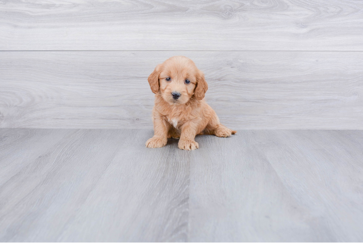 Best Mini Goldendoodle Baby