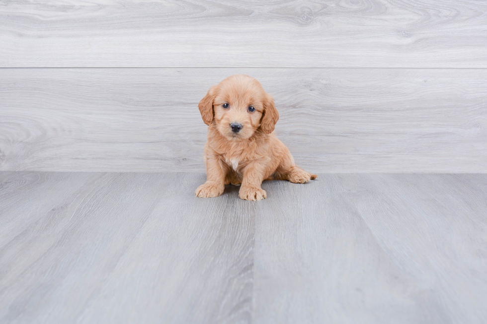 Best Mini Goldendoodle Baby