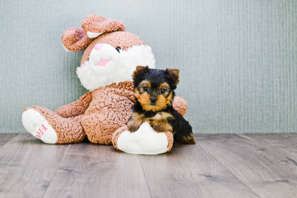 Meet Giselle - our Yorkshire Terrier Puppy Photo 