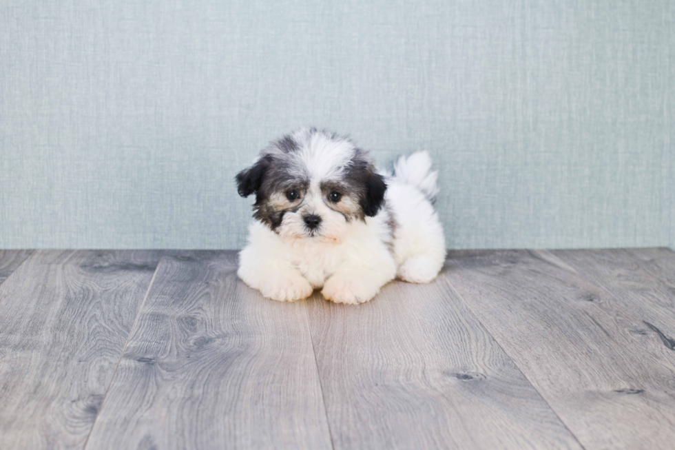 Teddy Bear Pup Being Cute