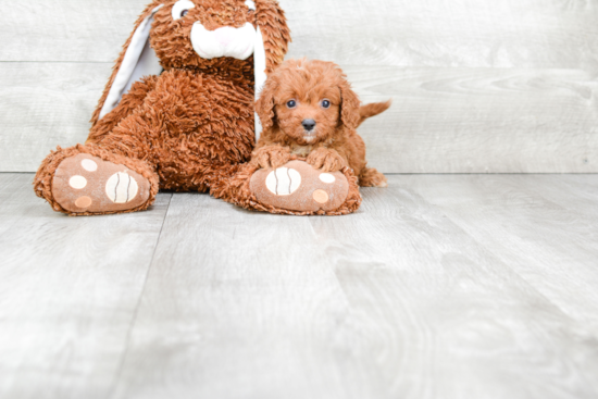 Funny Cavapoo Poodle Mix Pup