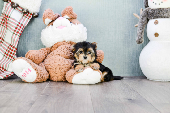 Playful Yorkie Designer Puppy