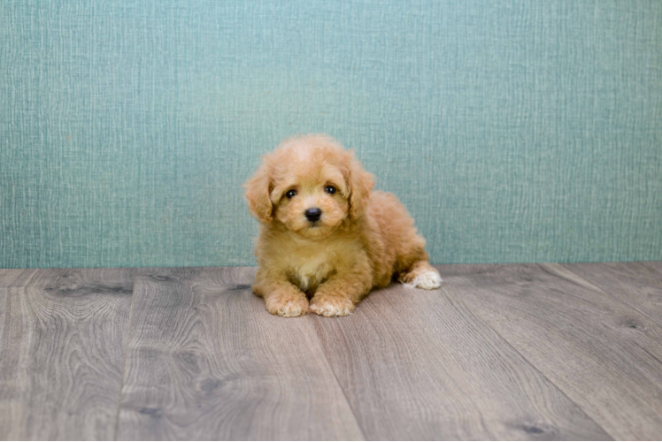 Cavapoo Pup Being Cute