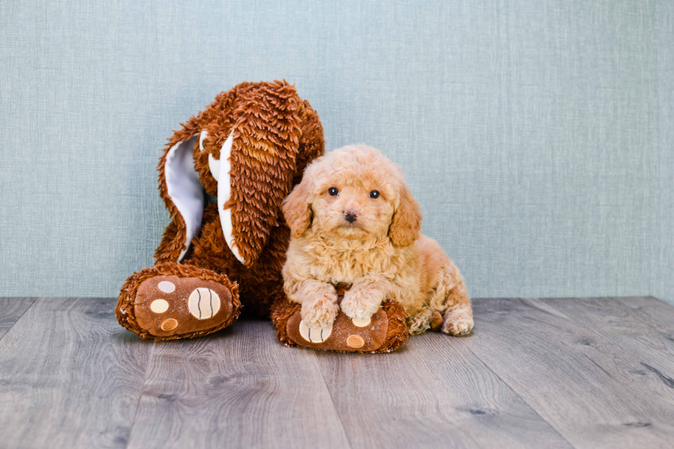 Fluffy Mini Goldendoodle Poodle Mix Pup