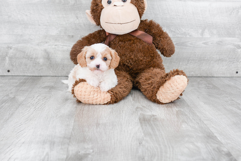 Best Cavapoo Baby