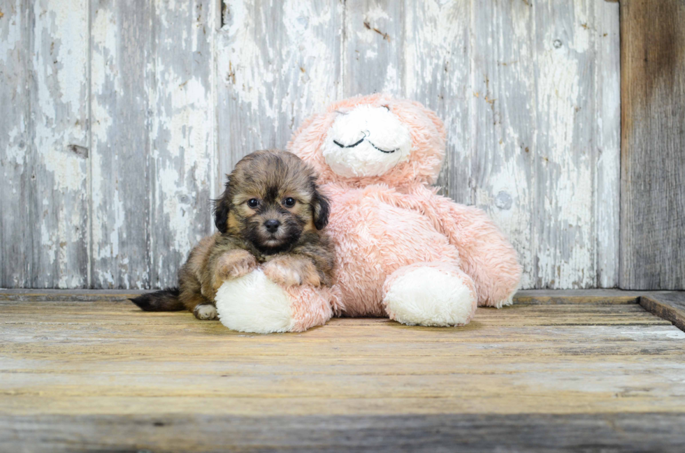 Teddy Bear Pup Being Cute