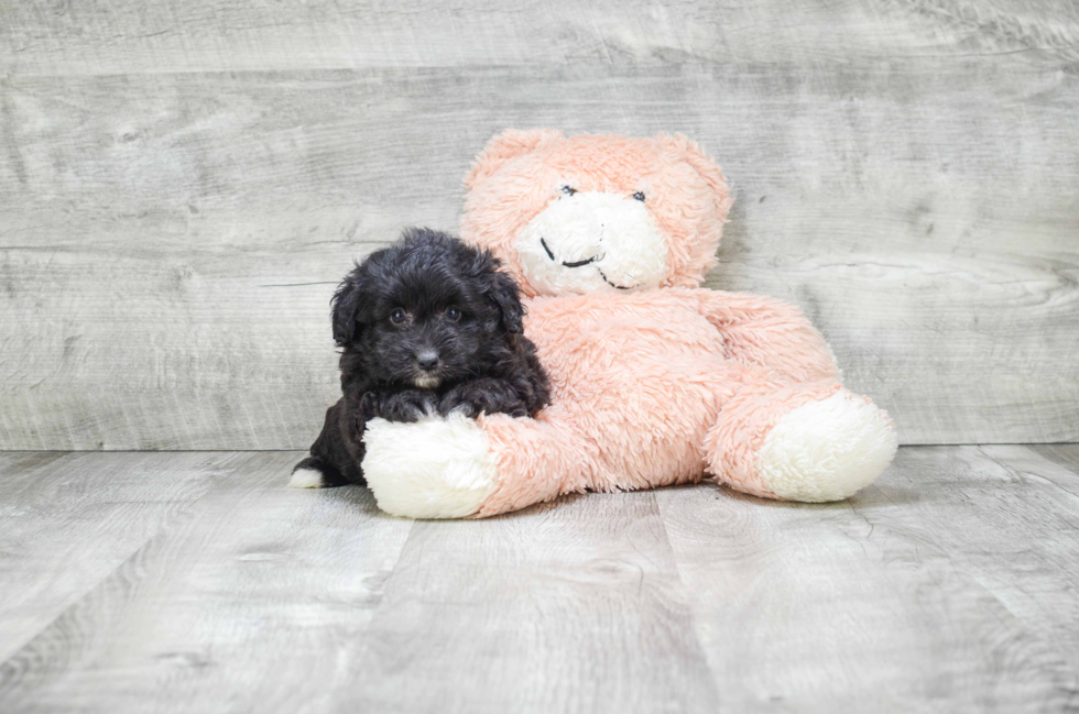 Mini Aussiedoodle Puppy for Adoption