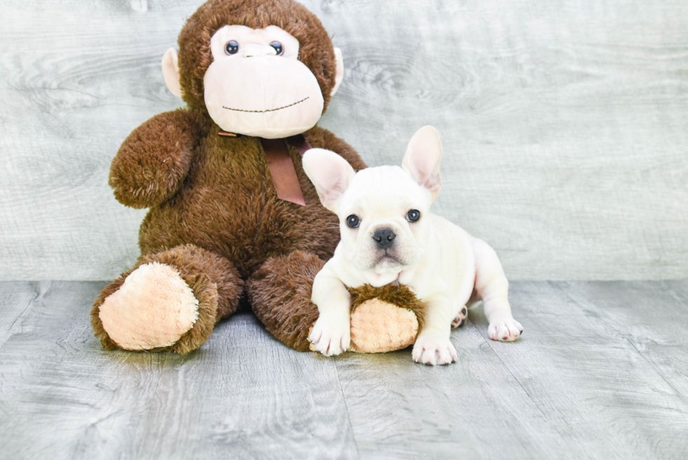 Little French Bulldog Baby