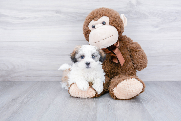 Teddy Bear Pup Being Cute