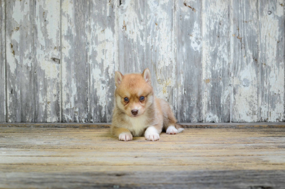 Energetic Mini Husky Designer Puppy