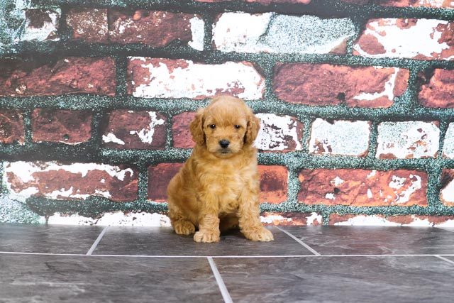 Best Mini Goldendoodle Baby