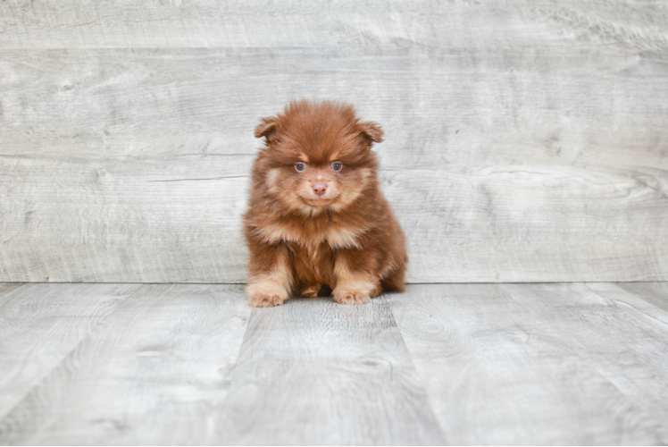 Funny Pomeranian Purebred Pup