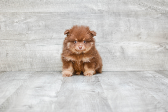 Funny Pomeranian Purebred Pup