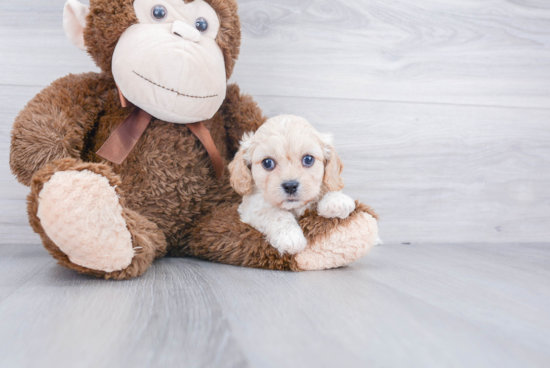 Best Cavachon Baby