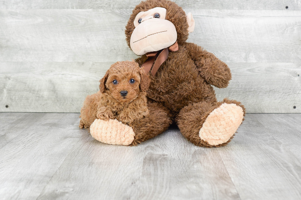 Funny Cavapoo Poodle Mix Pup