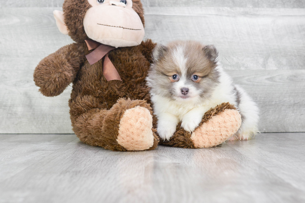 Friendly Pomeranian Purebred Pup