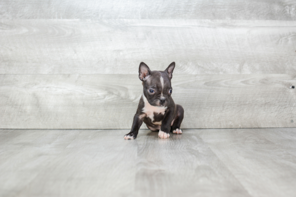 Boston Terrier Pup Being Cute