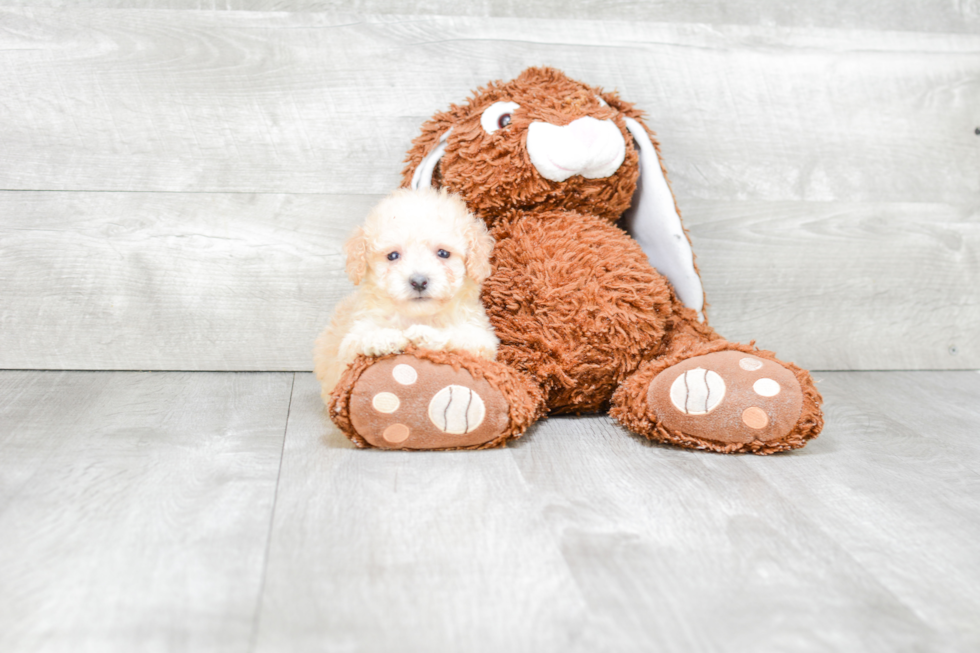 Maltipoo Pup Being Cute