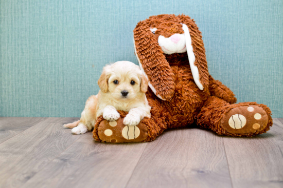 Smart Cavachon Designer Pup