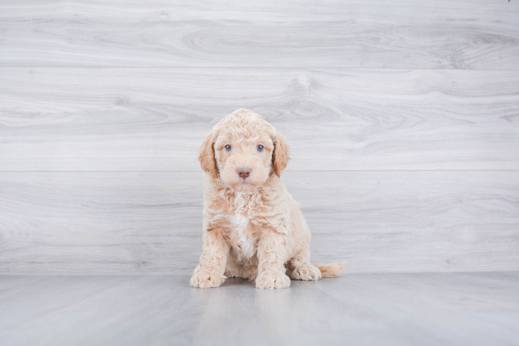 Funny Mini Goldendoodle Poodle Mix Pup