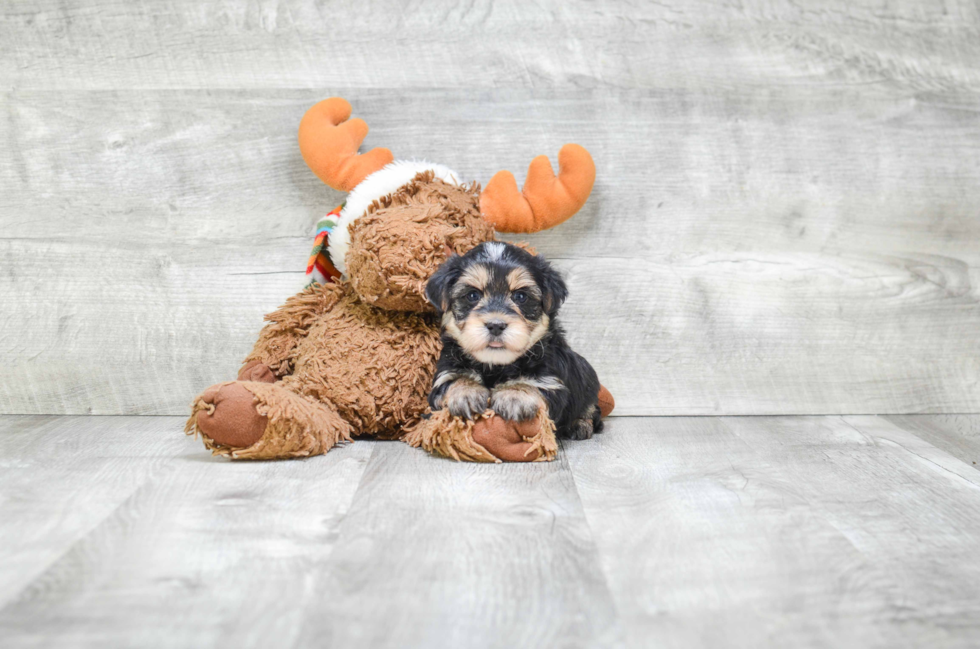 Morkie Pup Being Cute