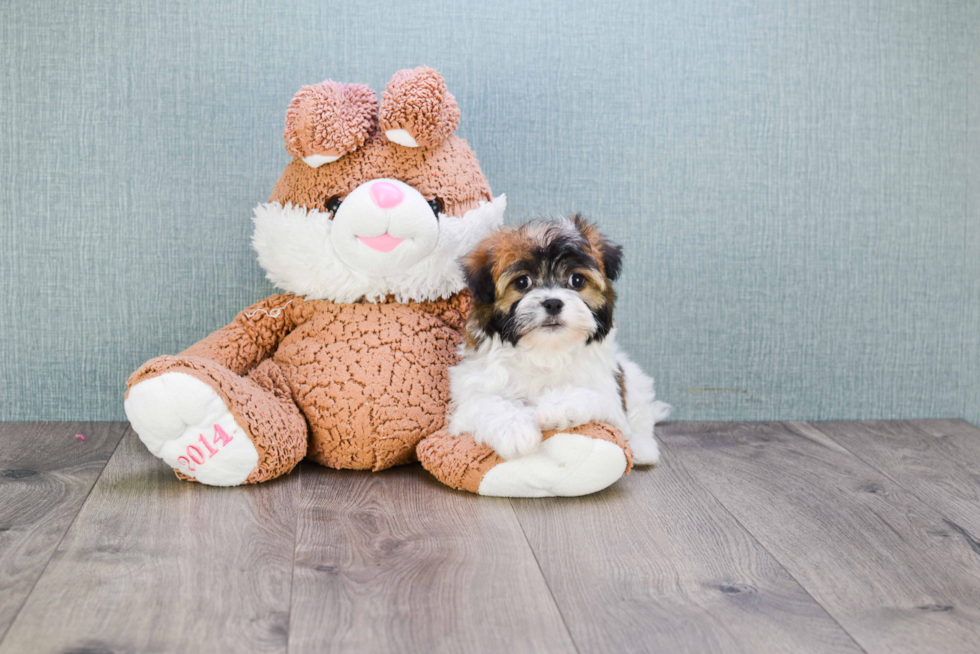 Havanese Pup Being Cute