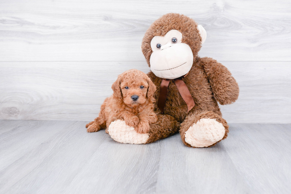 Petite Mini Goldendoodle Poodle Mix Pup