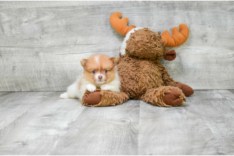 Playful Pomeranian Baby