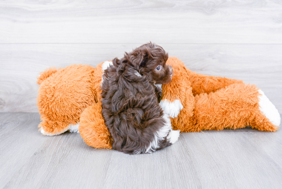 Funny Havanese Baby