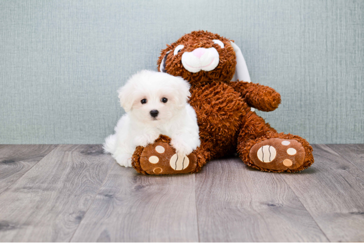 Best Maltipoo Baby