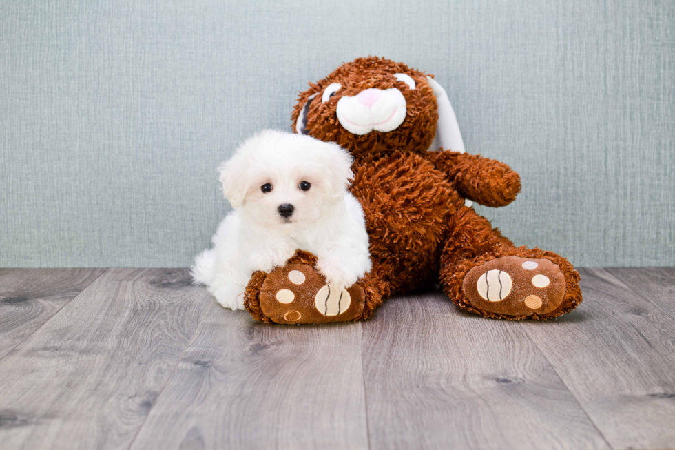 Best Maltipoo Baby