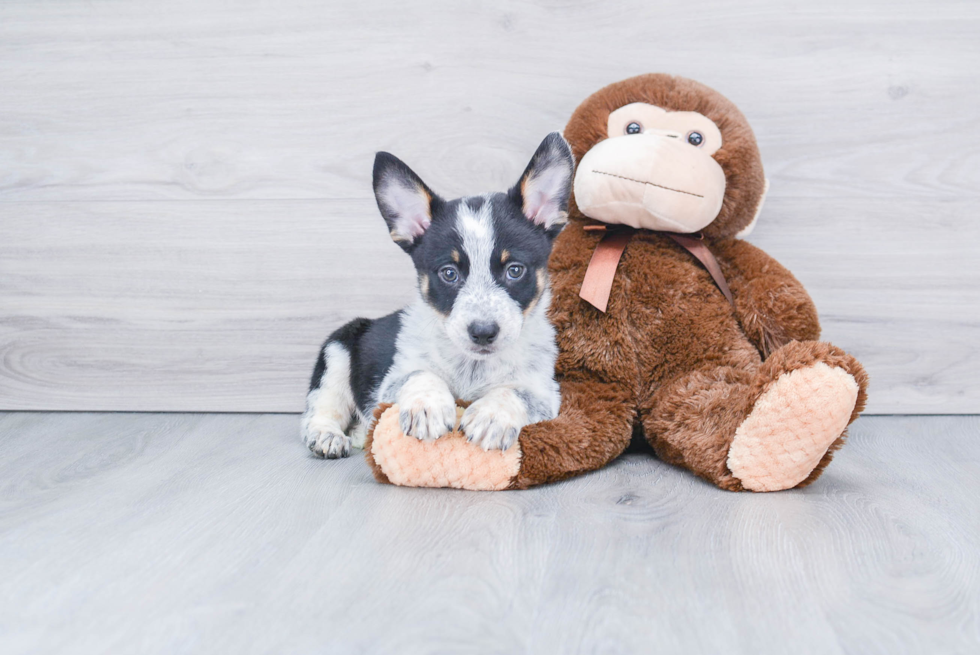 Cute Cowboy Corgi Mix Pup