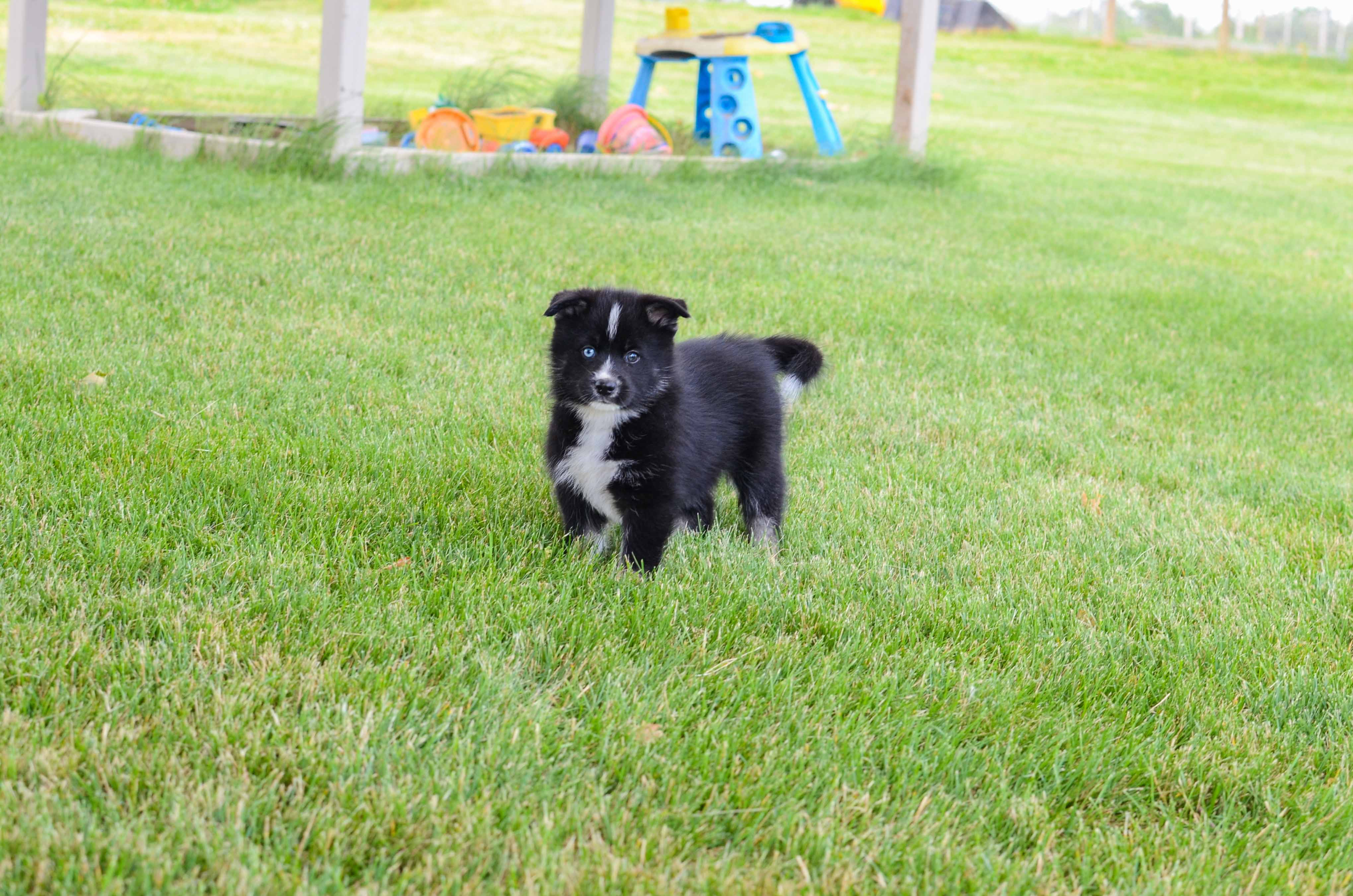 Pomsky Pup Being Cute