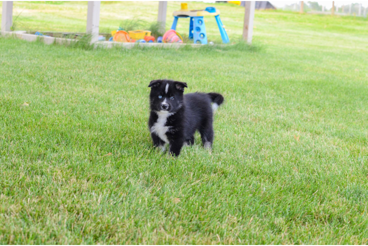 Pomsky Pup Being Cute