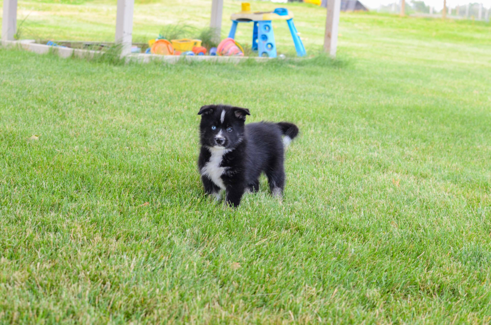 Pomsky Pup Being Cute