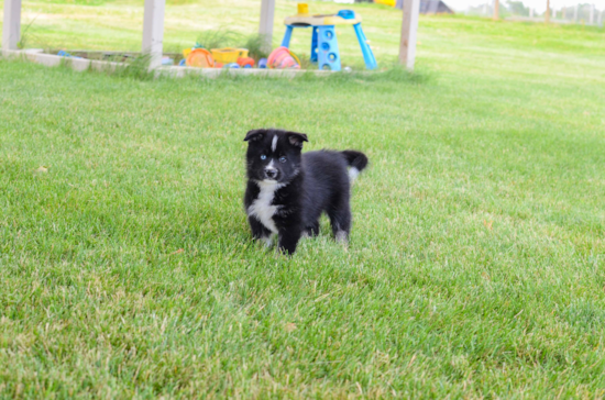 Pomsky Pup Being Cute