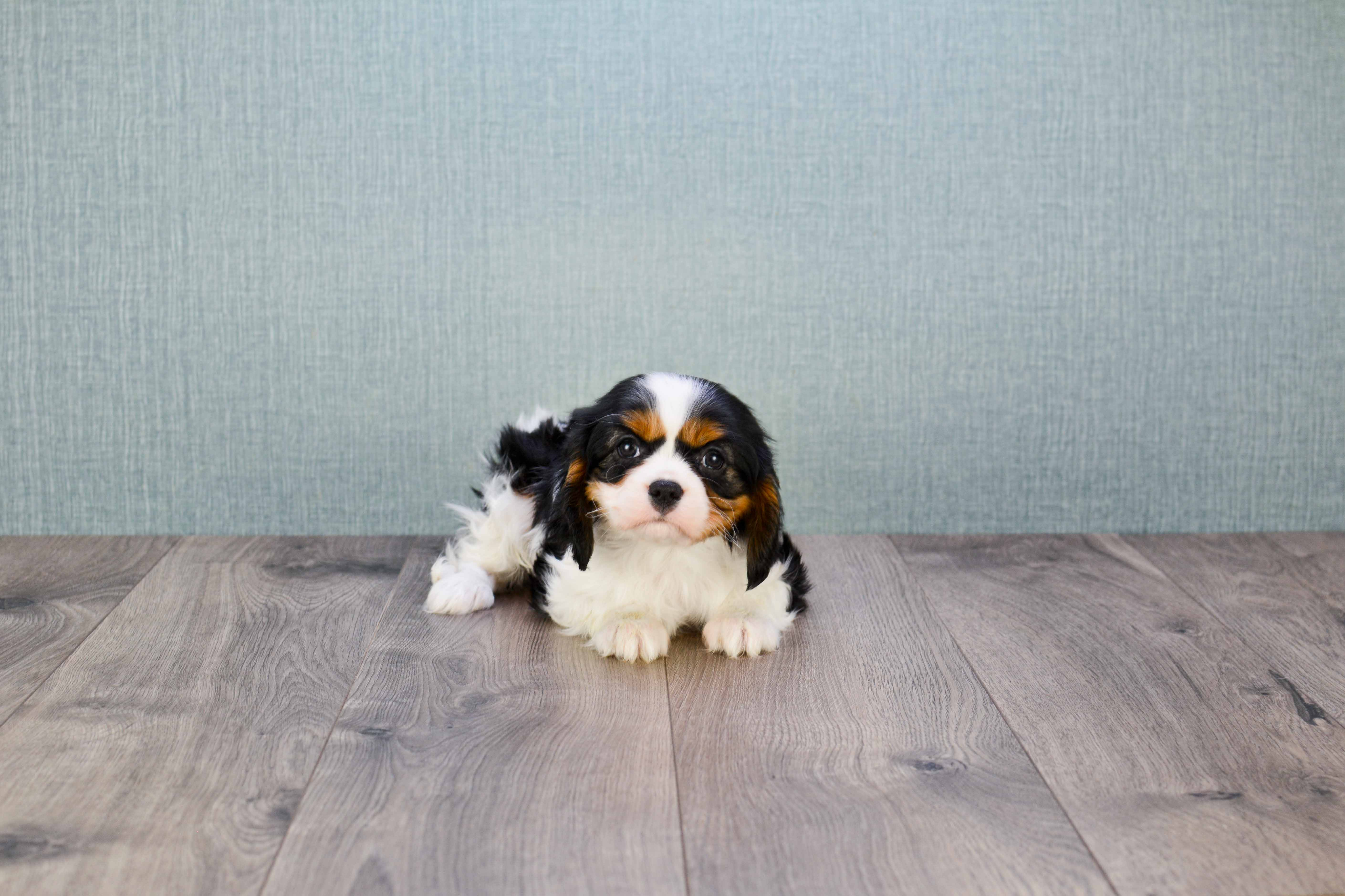 Cavalier King Charles Spaniel Puppy for Adoption
