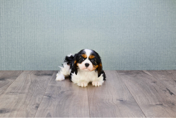 Cavalier King Charles Spaniel Puppy for Adoption