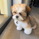 Shih Tzu Pictures, Size, Temperament +More | Premier Pups