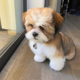 Funny Shih Tzu Purebred Pup