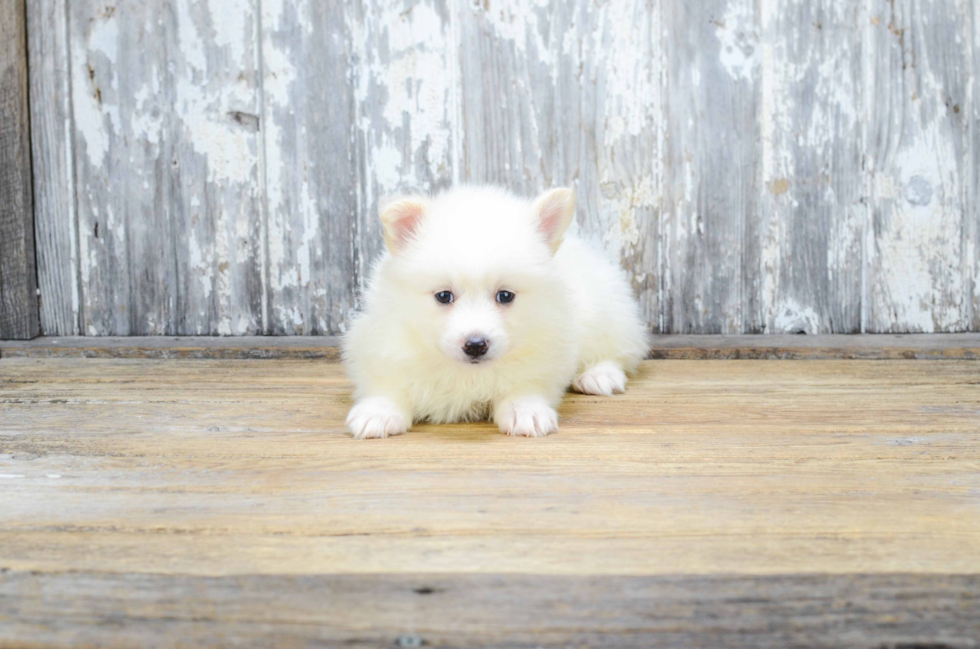 Smart Pomsky Designer Pup