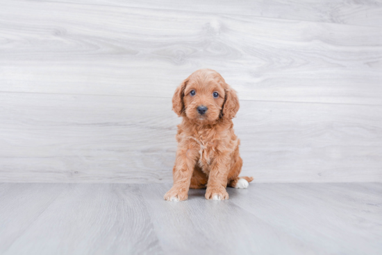 Cavapoo Puppy for Adoption