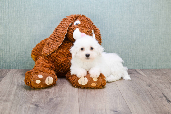 Petite Bichon Frise Purebred Puppy