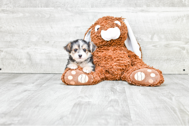 Morkie Pup Being Cute