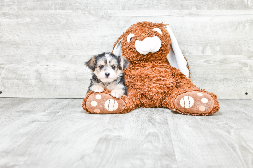 Morkie Pup Being Cute