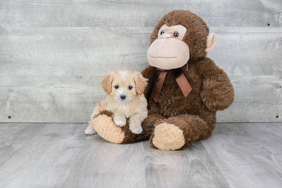 Popular Cavapoo Poodle Mix Pup