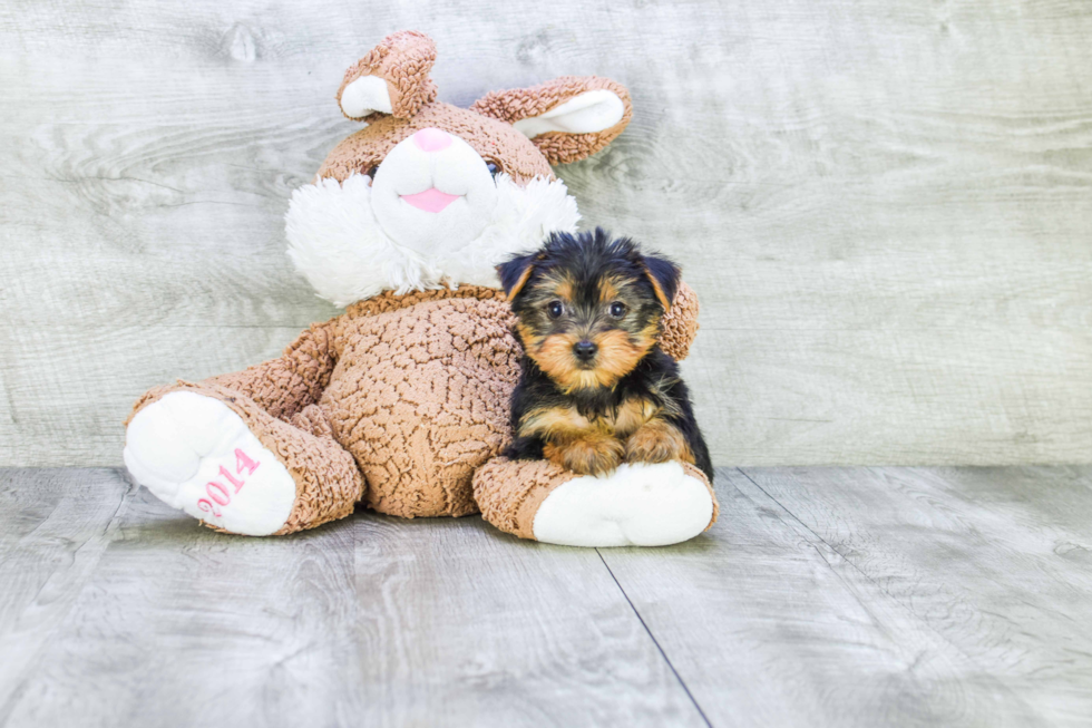 Meet Izzie - our Yorkshire Terrier Puppy Photo 