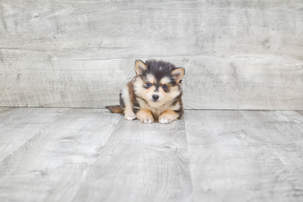 Pomsky Pup Being Cute