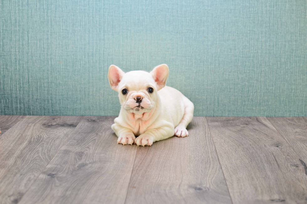 French Bulldog Pup Being Cute